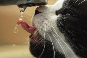 华体会体育-枪手泪洒球馆，西决式生死战中，哥伦比亚篮球风暴一波带走阿森纳