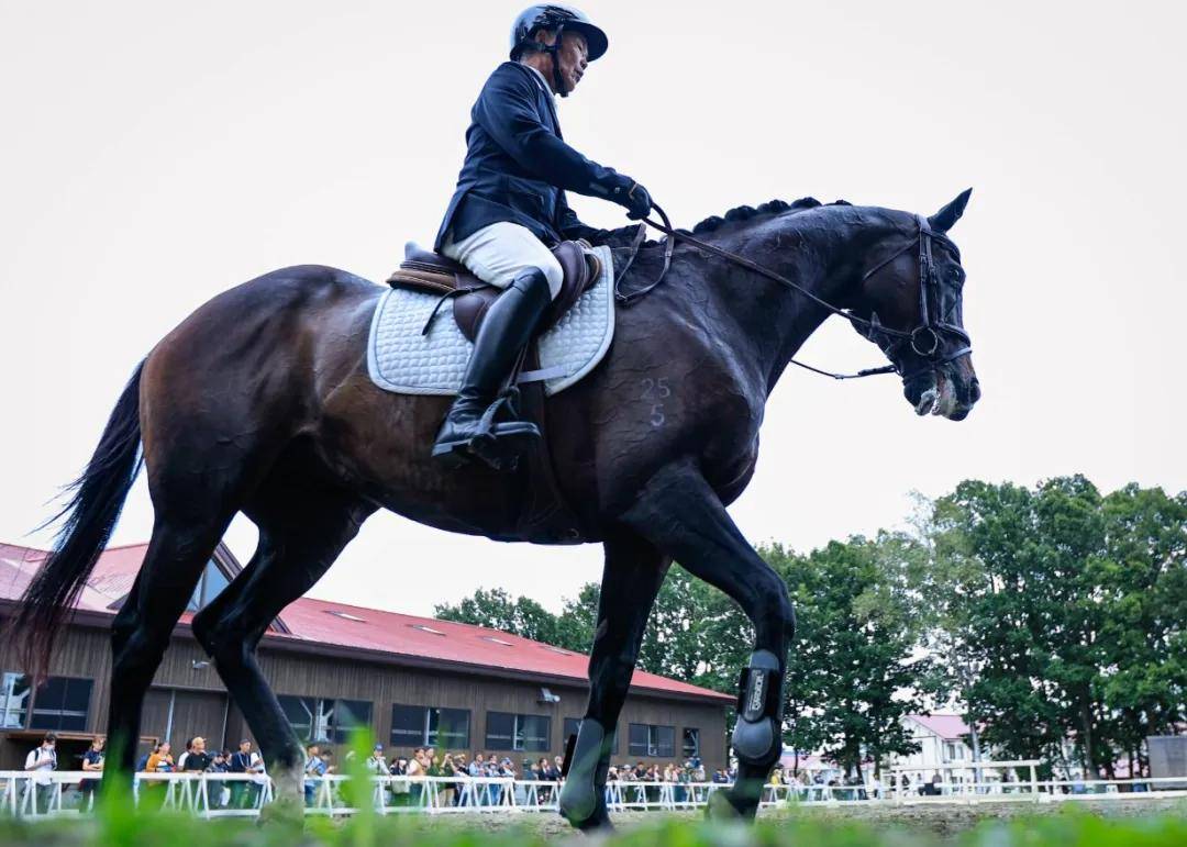 华体会下载-包含美洲马术比赛激战拉开帷幕，阿根廷骑手夺得冠军殊荣的词条  第2张